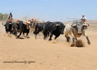 Toros corriendo de la ganadería Torrestrella