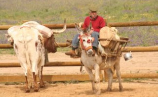 Toro y burro en a campo abierto