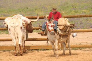 Toro y burro en a campo abierto