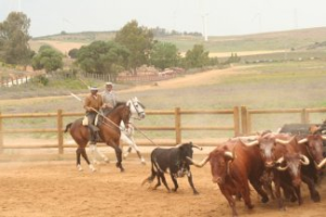 Plaza de toros de la ganadería torrestrella en a campo abierto