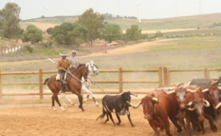 Plaza de toros de la ganadería torrestrella en a campo abierto