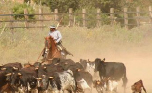 Toros corriendo en el campo de a campo abierto