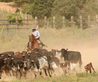 Toros corriendo en el campo de a campo abierto