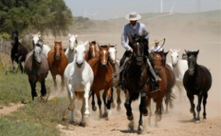 Caballos trotando para la exhibición de A campo abierto