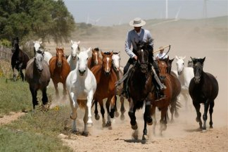 Caballos trotando para la exhibición de A campo abierto