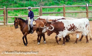 Toros y caballo de la ganadería Domecq de a campo abierto