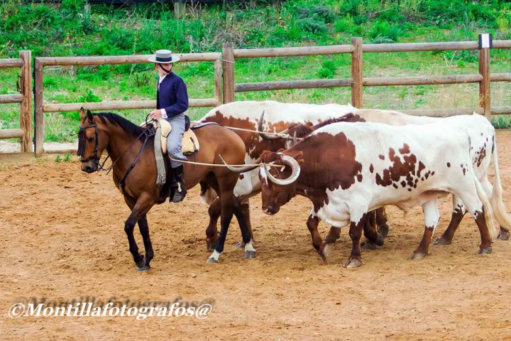 Toros y caballo de la ganadería Domecq de a campo abierto