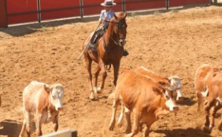 Exhibición de la Ganadería Torrestrella en A Campo Abierto