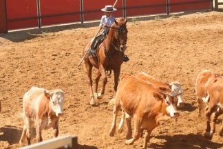 Exhibición de la Ganadería Torrestrella en A Campo Abierto