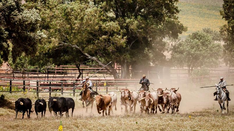 Toros de la ganadería torrestrella en a campo abierto